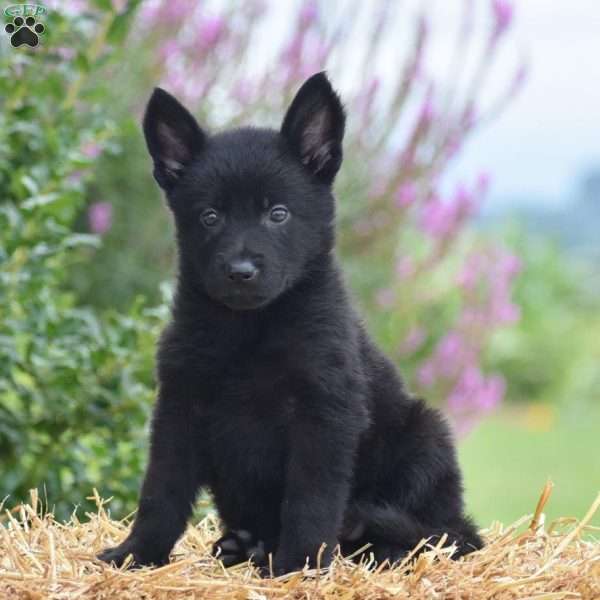 Ellen, German Shepherd Puppy